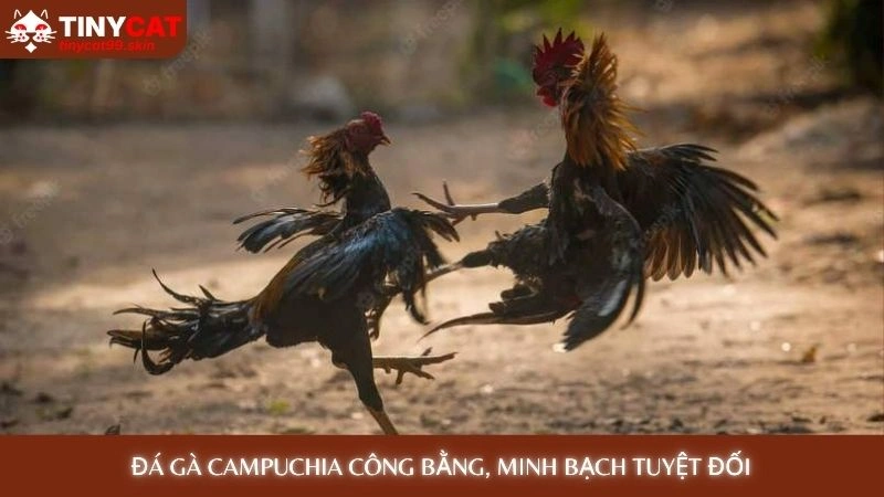 Đá gà Campuchia Tinycat99 - Kèo cược hấp dẫn, cập nhật mỗi ngày 2 Đá gà Campuchia công bằng, minh bạch tuyệt đối