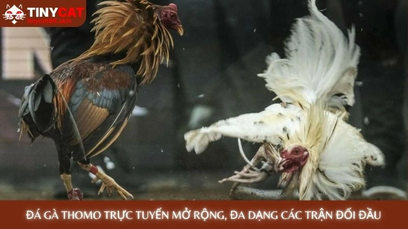 Đá gà Thomo - Trực tiếp từ trường gà, không giật lag 2 Đá gà Thomo trực tuyến mở rộng, đa dạng các trận đối đầu