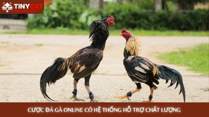 Đá gà Thomo - Trực tiếp từ trường gà, không giật lag 3 Cược đá gà online có hệ thống hỗ trợ chất lượng