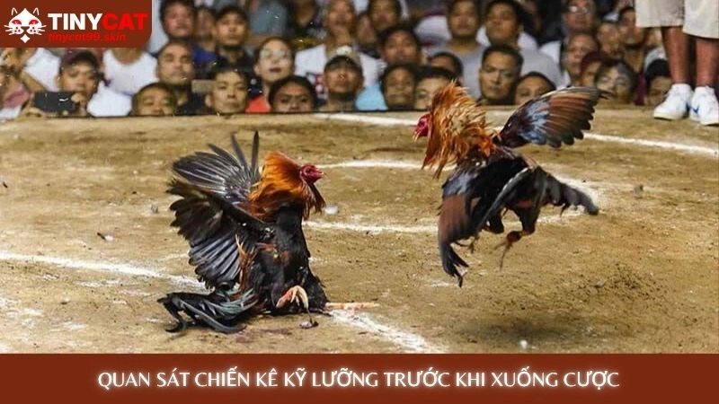 Đá gà Thomo - Trực tiếp từ trường gà, không giật lag 4 Quan sát chiến kê kỹ lưỡng trước khi xuống cược
