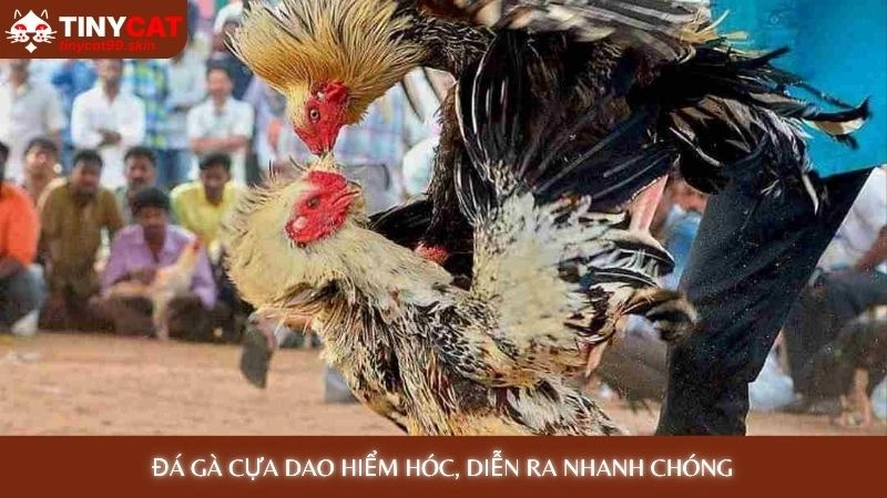 Đá gà cựa dao - Xem những trận đấu kịch tính đến nghẹt thở 2 Đá gà cựa dao hiểm hóc, diễn ra nhanh chóng