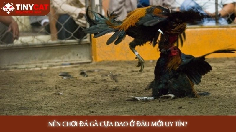 Đá gà cựa dao - Xem những trận đấu kịch tính đến nghẹt thở 3 Nên chơi đá gà cựa dao ở đâu mới uy tín?