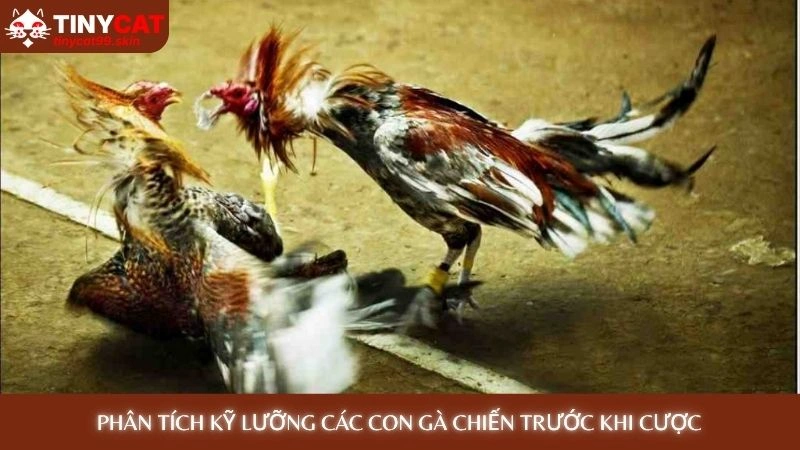 Đá gà cựa dao - Xem những trận đấu kịch tính đến nghẹt thở 4 Phân tích kỹ lưỡng các con gà chiến trước khi cược